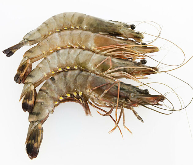 7 Amazing Benefits Of Shrimp, Recipes, And Side Effects