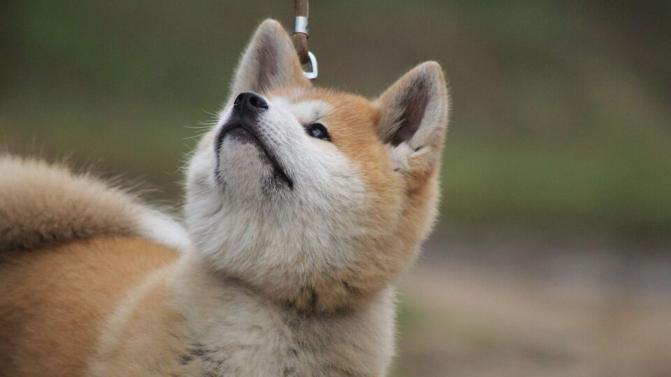 Акита-ину собака