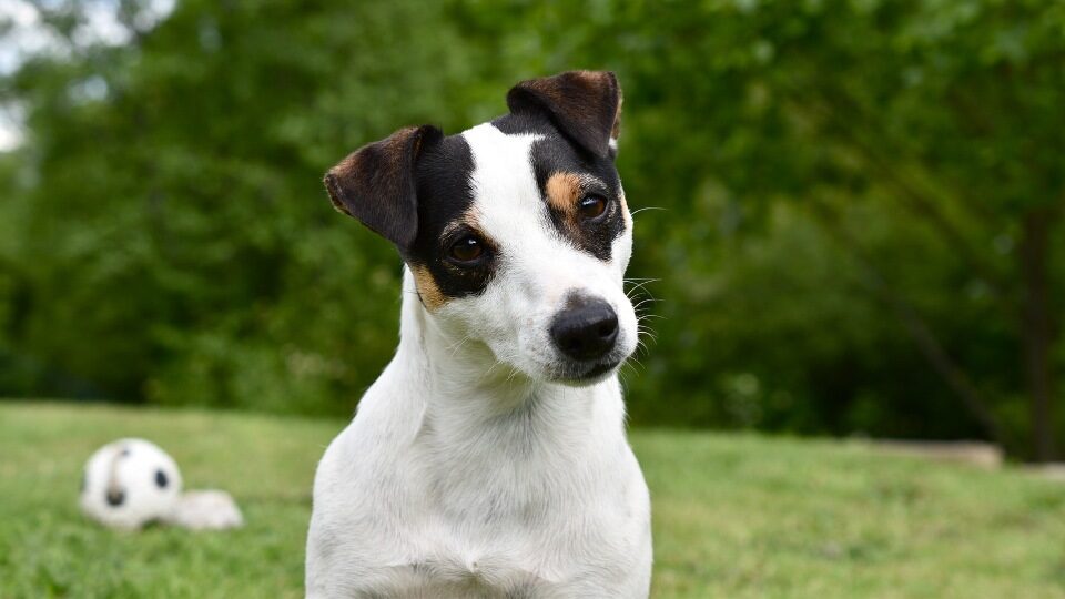 Джек-рассел-терьер собака