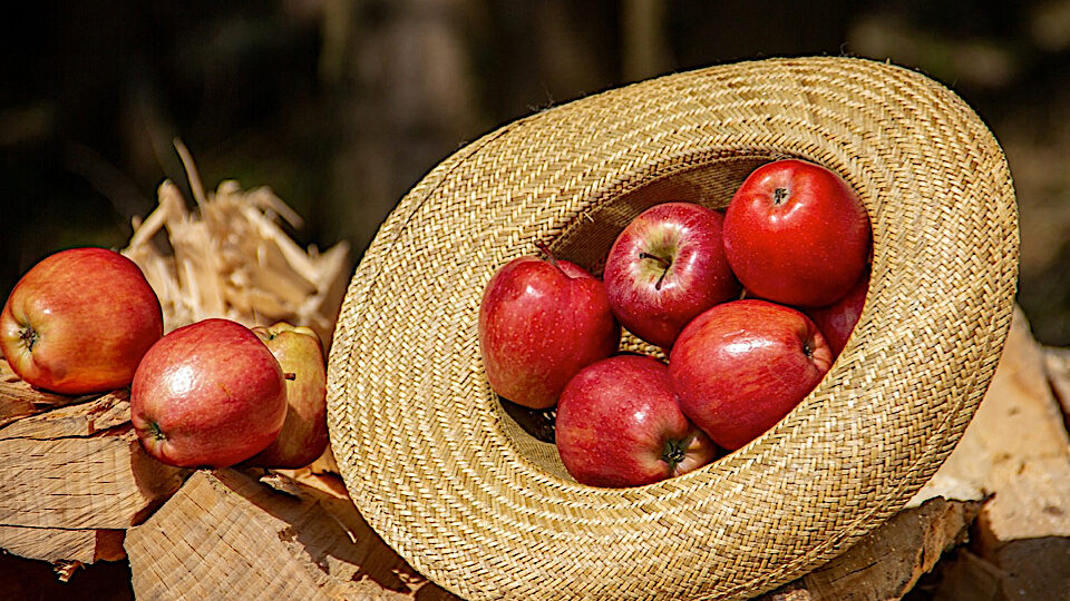 Стланцевые яблони