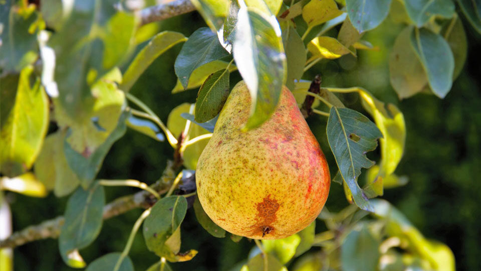 Обрізання груші восени
