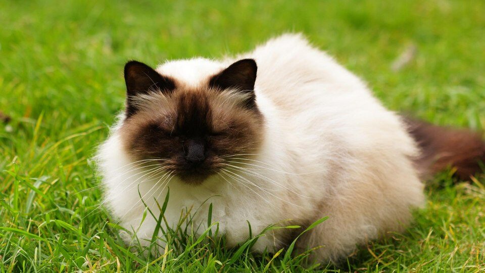 Гималайская кошка