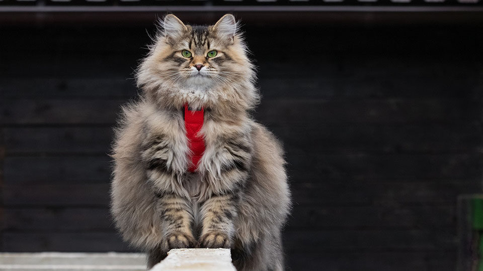 Сибирская кошка