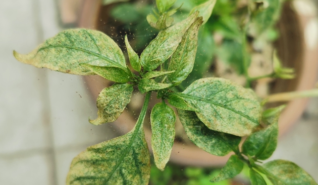 Признаки появления паутинного клеща на комнатных растениях