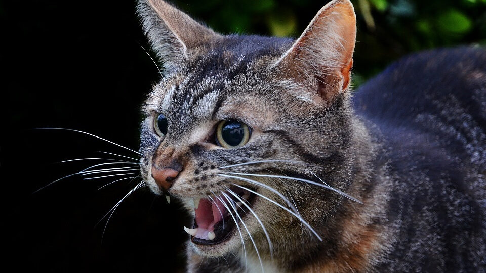 Звуки которых боятся кошки