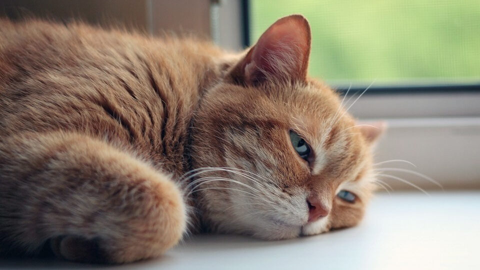 Симптомы вирусной лейкемии у животных