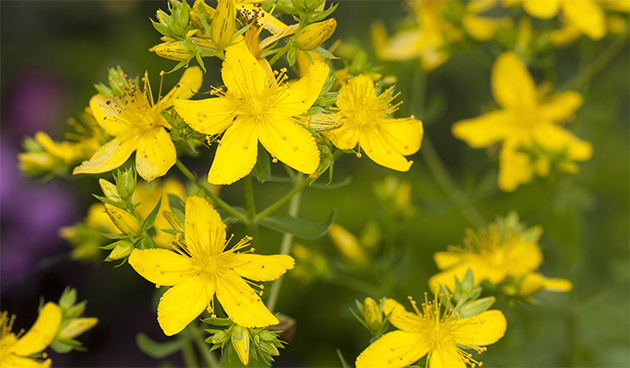 Зверобой продырявленный
