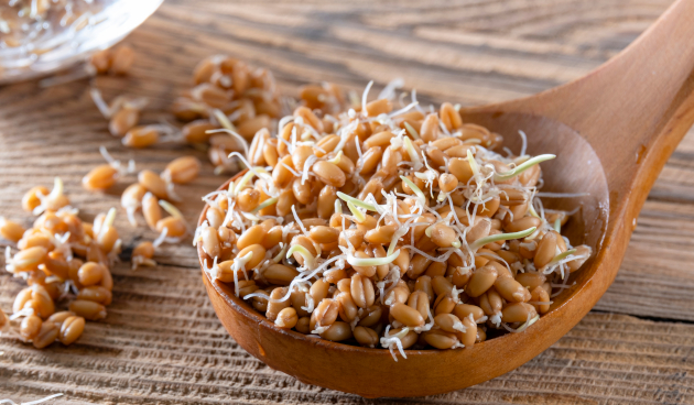 Ростки пшеницы