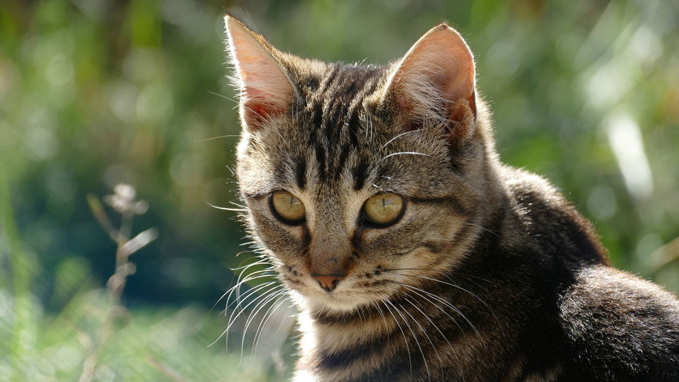 Лучшие средства от клещей и блох для домашних животных