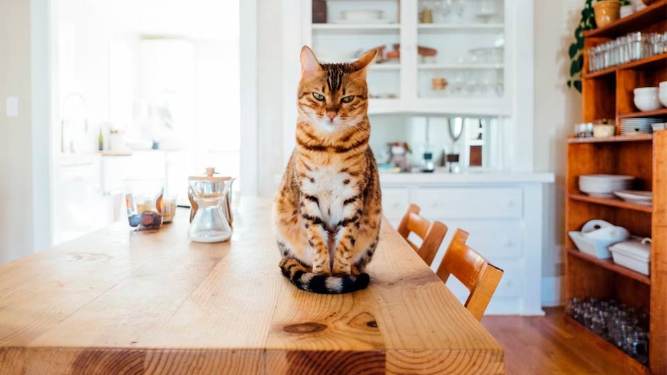 Прививки для кошек и котят