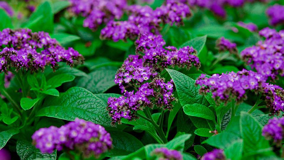 Heliotrope