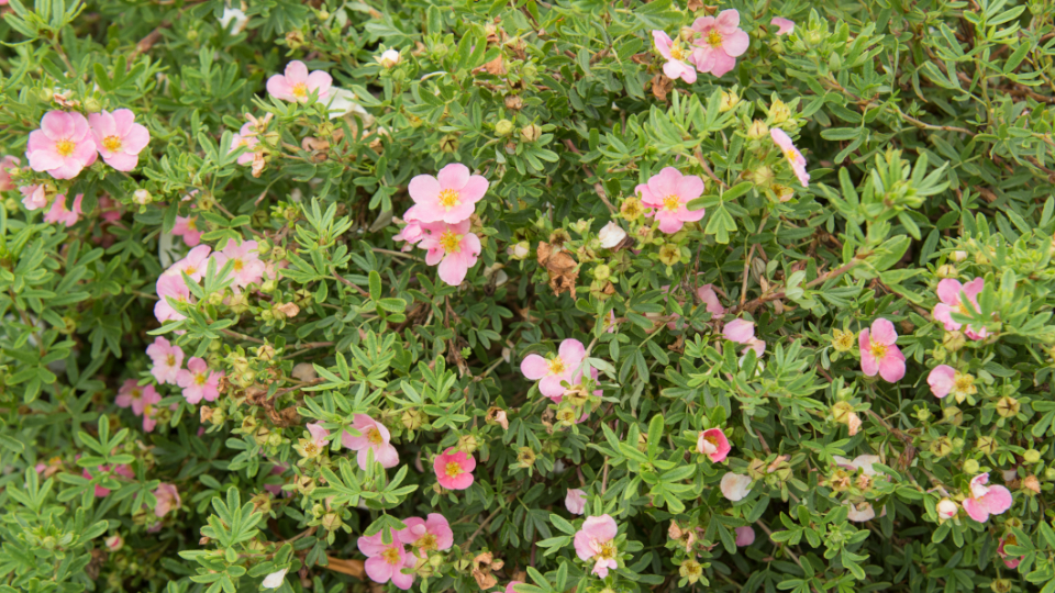 Křovinatý cinquefoil