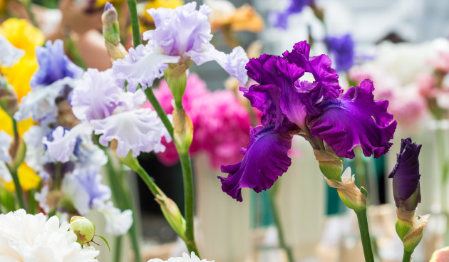 Сорта бородатого ириса