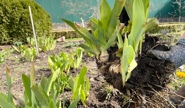 Посадка бородатого ириса