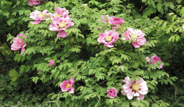 Уход за пионом древовидным в открытом грунте