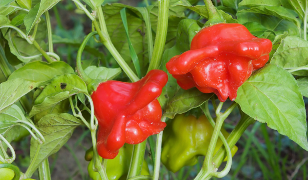 Сорта острого перца с описанием и фото