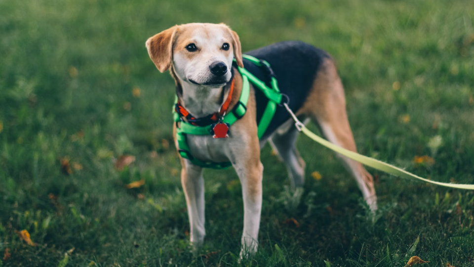 Как гулять с собакой при коронавирусе