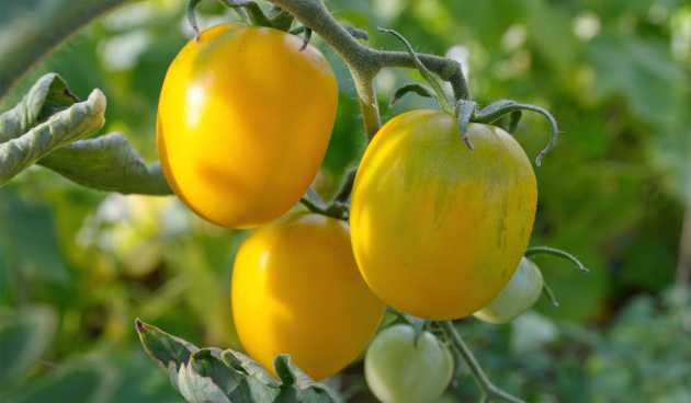 Томат Де Барао оранжевый