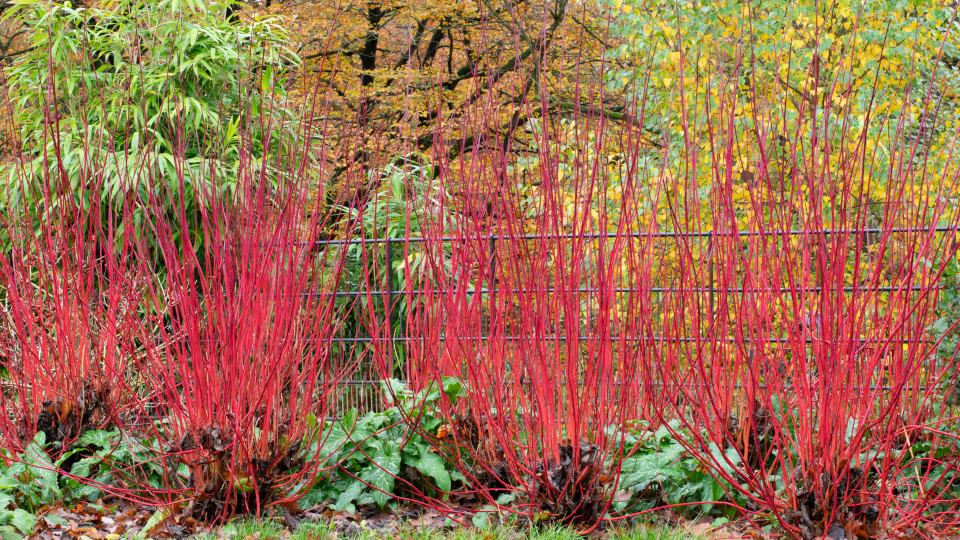 Дерен белый