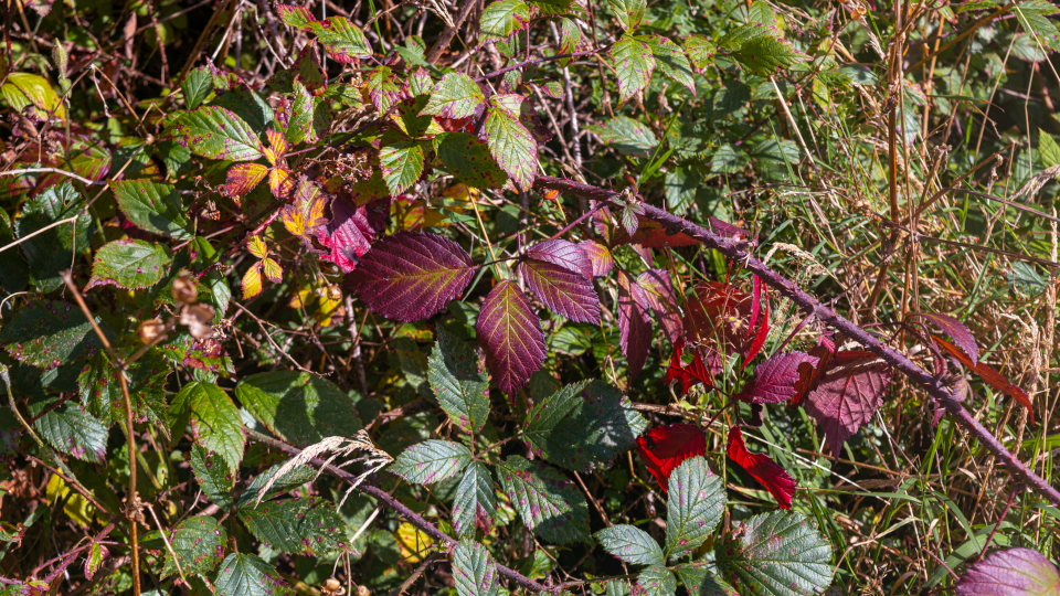Обрезка ежевики осенью для начинающих