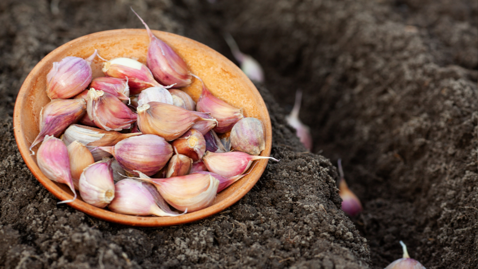 Подготовка грядки под чеснок для посадки осенью в 2025 году