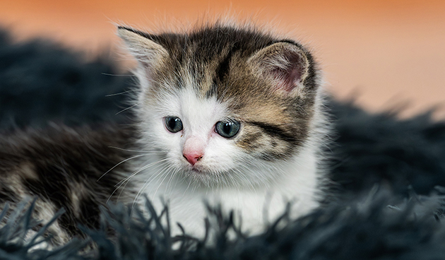 Красивые имена для кошек девочек