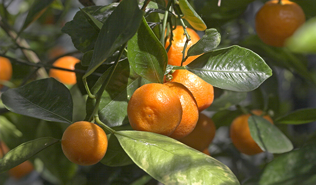 Применение мандаринов в медицине