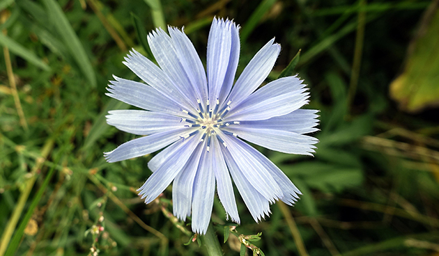 Применение в медицине