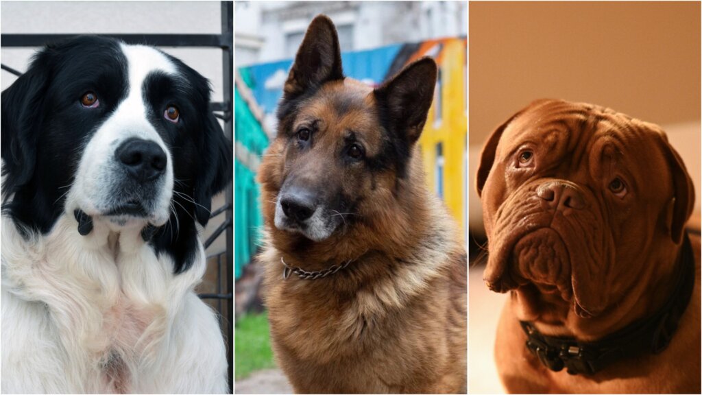 Лапы вверх! Лучшие сериалы про полицейских собак