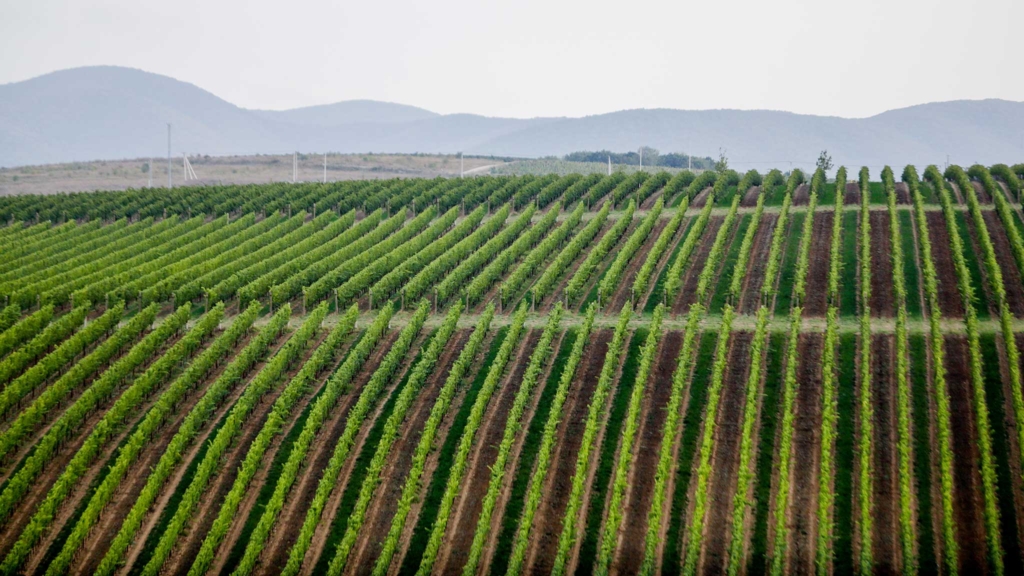 виноградник