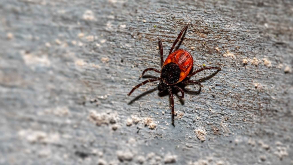 клещ на дереве