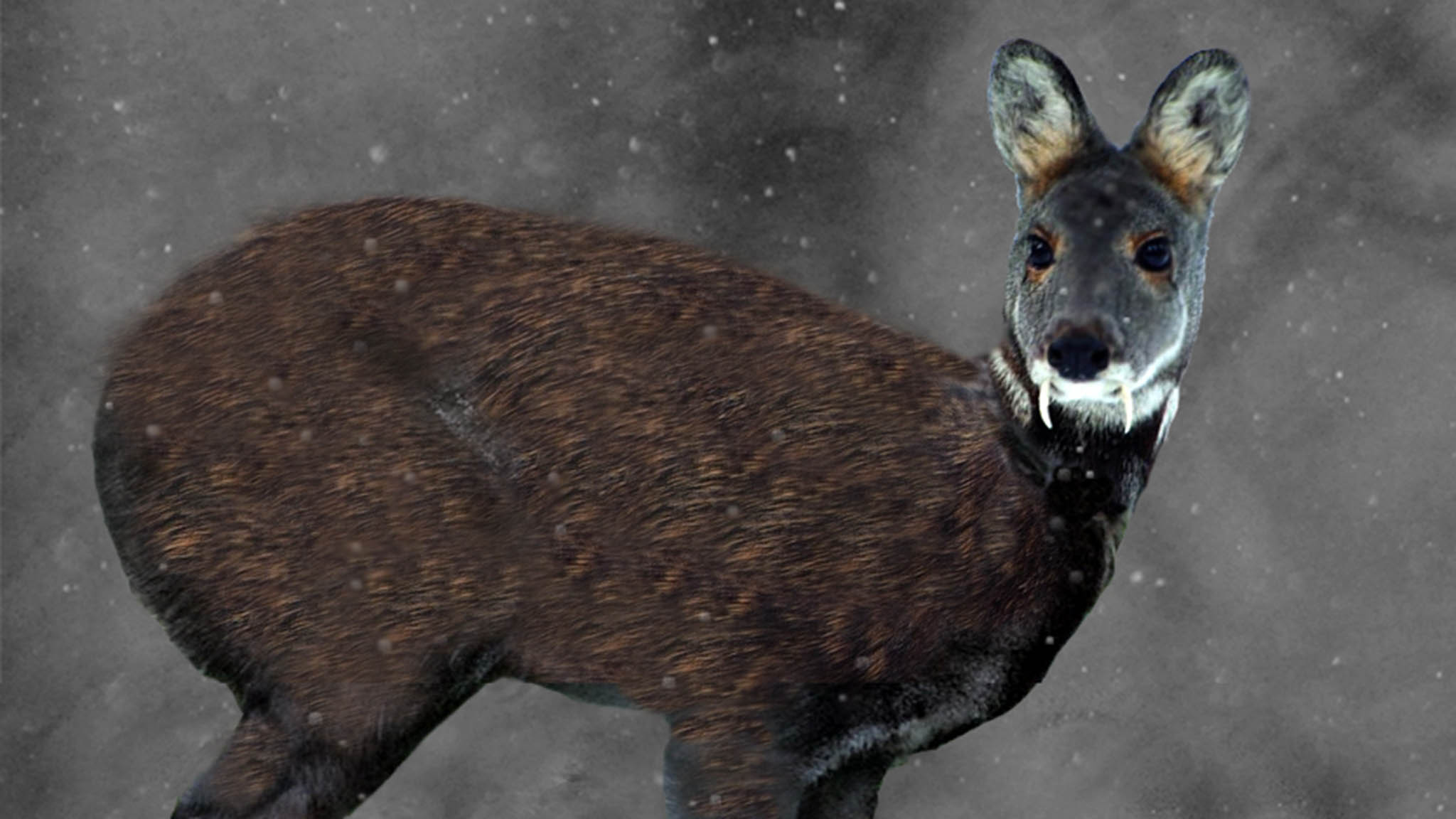 Сибирская кабарга. Musk deer. Саблезубый олень кабарга. Musk deer. Сахалинская кабарга moschus moschiferus sachalinensis.