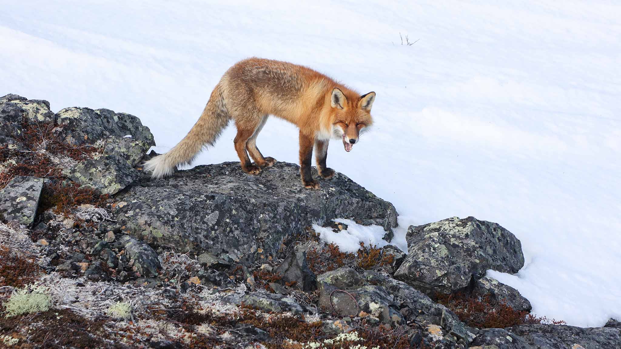 Хозяин Муста-Тунтури поначалу, похоже, был недоволен нашим появлением.