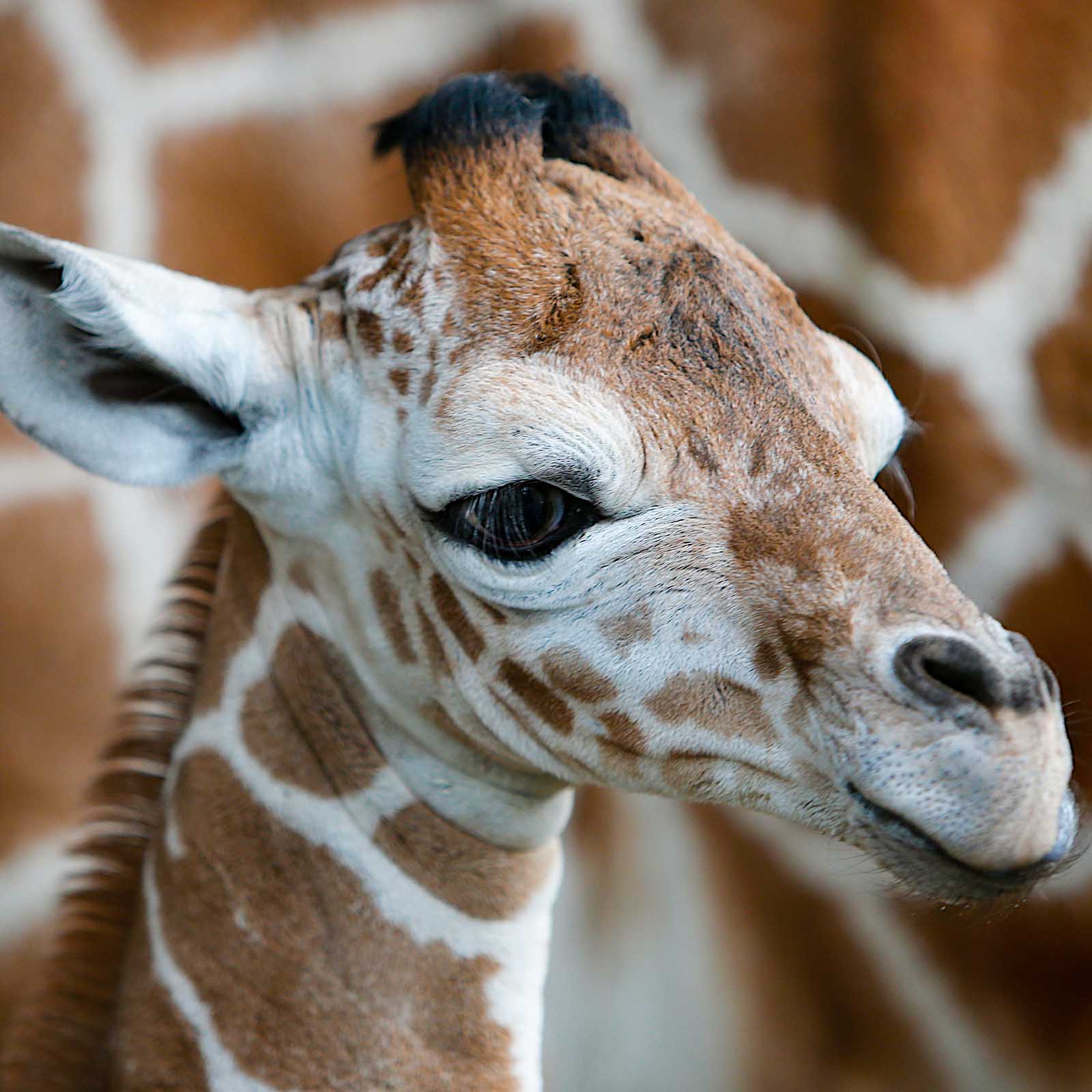 фото калининграда - зоопарк