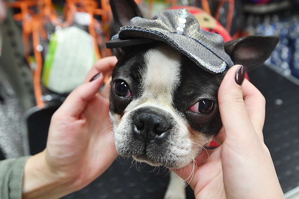 В Москве пока нет дизайнеров одежды для собак, но похоже, что скоро могут появиться