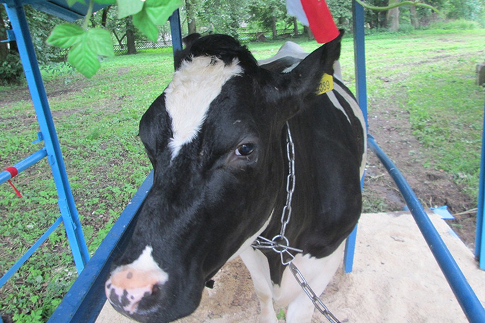 У белорусских коров огромный генетический потенциал!