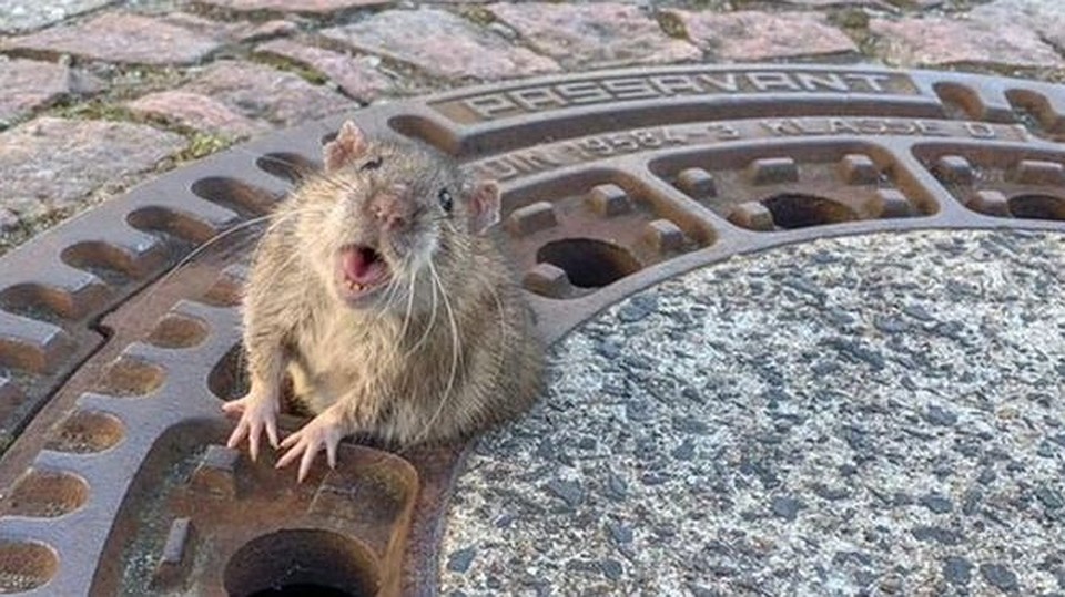 Ð ÐеÑмании пожаÑнÑе ÑпаÑли ÑаÑполневÑÑÑ ÐºÑÑÑÑ â она заÑÑÑÑла в оÑвеÑÑÑии лÑка. ФоÑо: BERUFSTIERRETTUNG RHEIN NECKAR