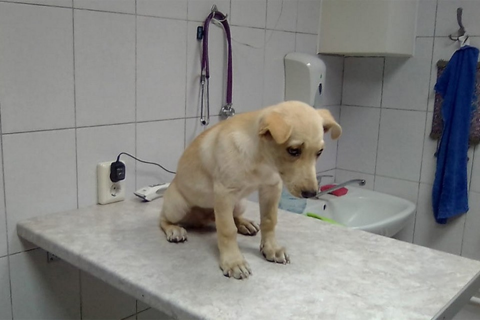 Ветеринары Магнитогорска бесплатно спасли бродячую собаку