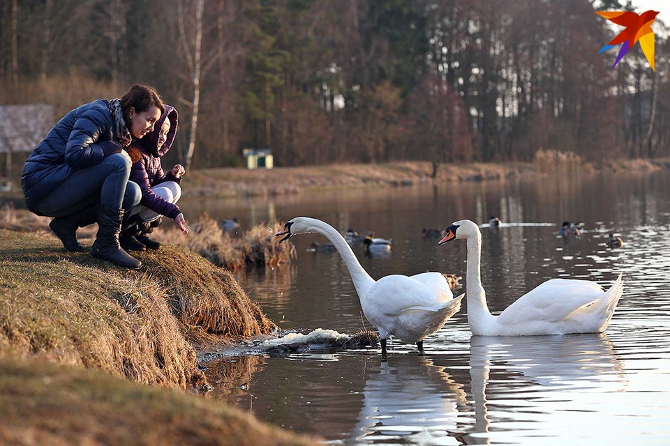 Повлияло ли потепление на поведение птиц?