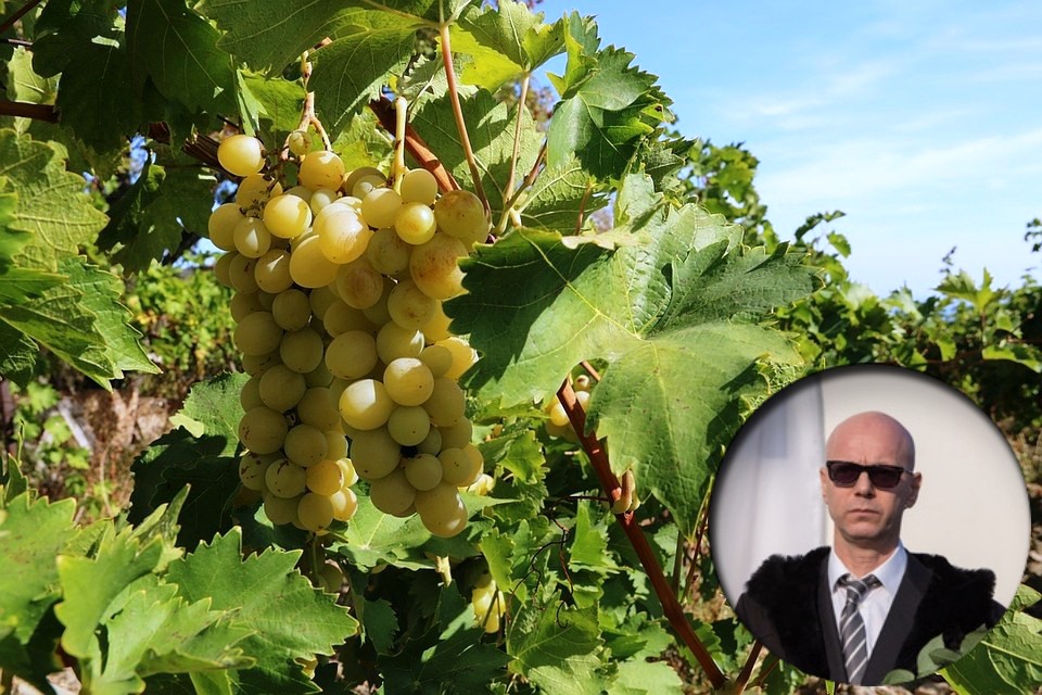 Попробовать вино получится не скоро - для начала надо собрать первый урожай.