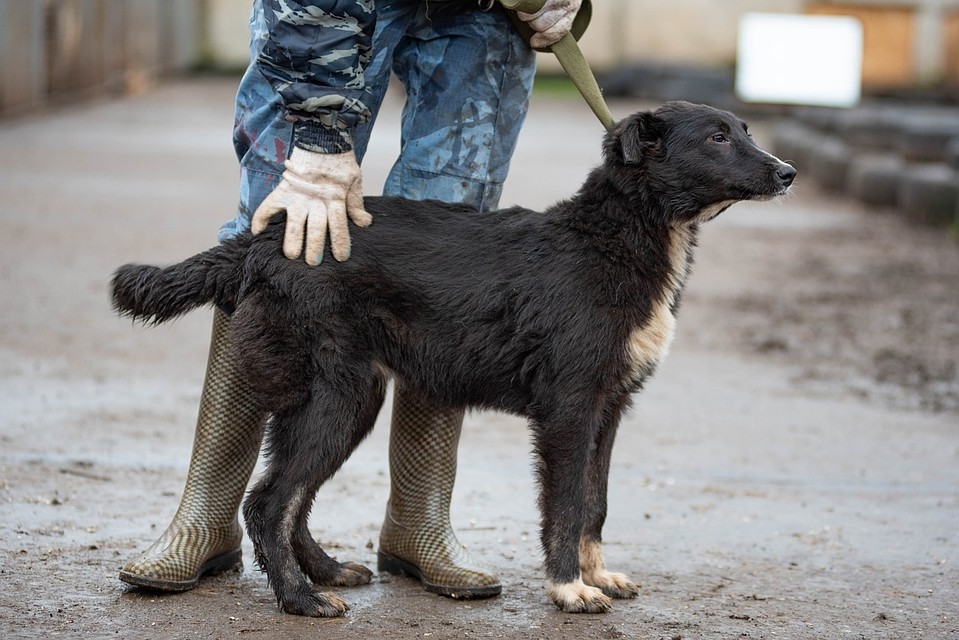 Псков. Псков собака. Собаки псков. Псковский приют для собак. Собачий приют псков.
