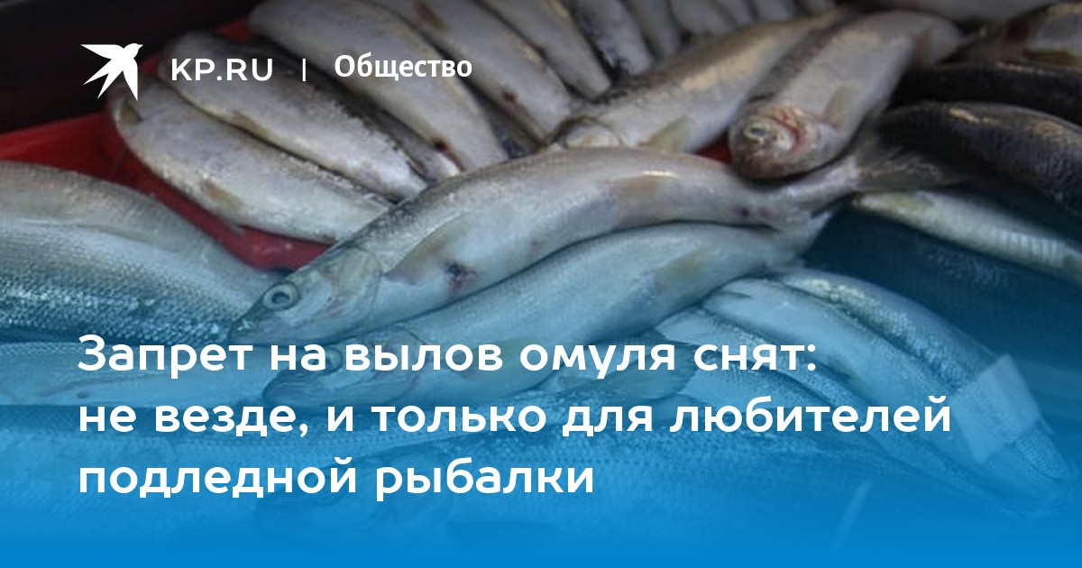 омуль продают в 2021. запрет омуля. вылов омуля на байкале. байкала региональном бренде. байкальская омуля браконьерство.