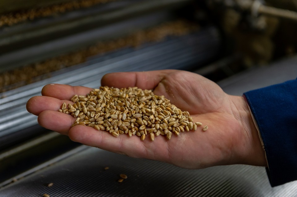 Чтобы создать десятки сортов муки, мукомолам и технологам нужны всего два ингредиента – пшеница и рожь