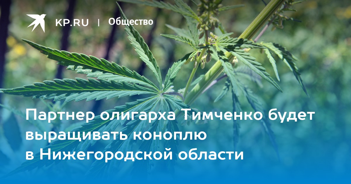 В нижнем новгороде вырастили коноплю В нижнем новгороде вырастили коноплю darknet game попасть на гидру
