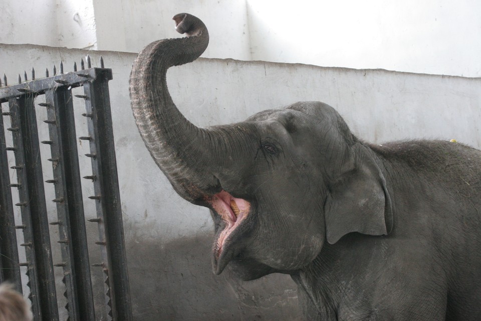 Стало известно, почему в Калининградском зоопарке больше не будет ...