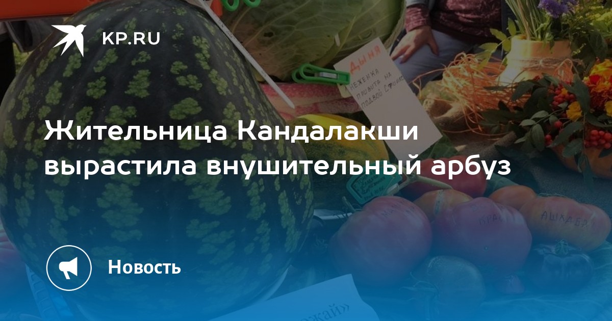 Жительница Кандалакши вырастила внушительный арбуз - Vimarsana News
