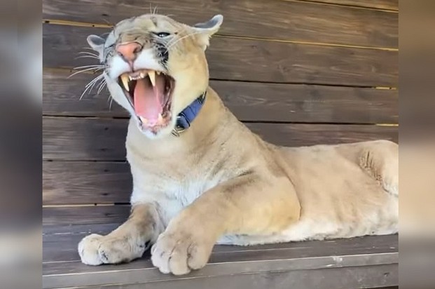 Пума перемахнула через забор на участок соседки и напала на нее. Фото: london_big_cat.
