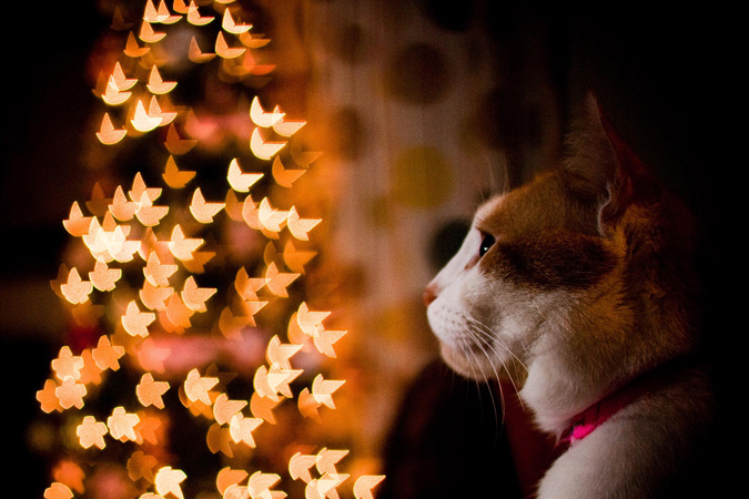 почему не пахнет елка в квартире. 6231071. почему не пахнет елка в квартире фото. почему не пахнет елка в квартире-6231071. картинка почему не пахнет елка в квартире. картинка 6231071. Свежая и не обмороженная ёлка достаточно сильно пахнет, её хвоя насыщенного зелёного цвета и слегка маслянистая на ощупь. Ветки крепкие и гибкие, их не так-то легко обломить. почему не пахнет елка в квартире. 6231071. почему не пахнет елка в квартире фото. почему не пахнет елка в квартире-6231071. картинка почему не пахнет елка в квартире. картинка 6231071. Свежая и не обмороженная ёлка достаточно сильно пахнет, её хвоя насыщенного зелёного цвета и слегка маслянистая на ощупь. Ветки крепкие и гибкие, их не так-то легко обломить.