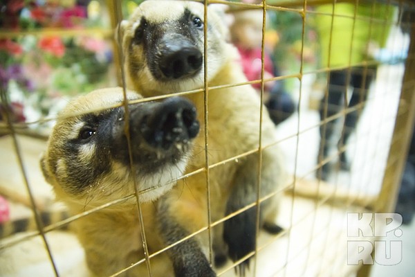 Контактный зоопарк в челябинске