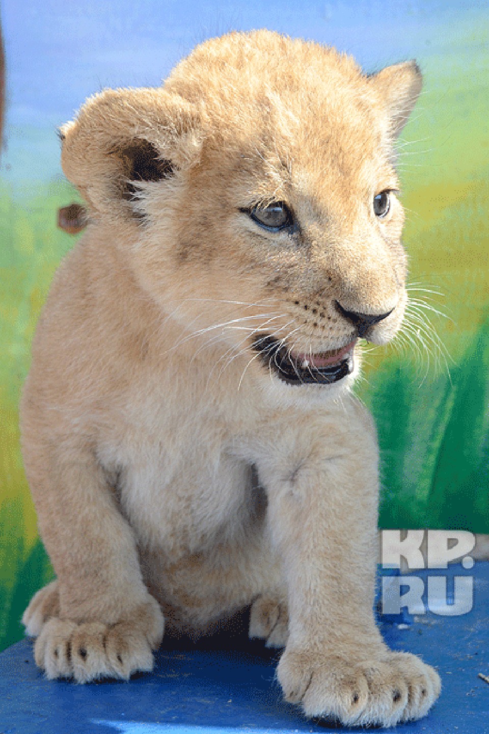 Сафари волгоград. Передвижной зоопарк сафари. Сафари волгоград. Сафари волгоград. Открытый зоопарк в волгограде.